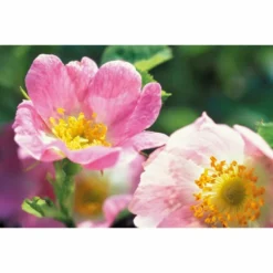 Weleda Nachtcrème Wilde Rozen Vitaliserend 7 Weleda Nachtcrème Wilde Rozen Vitaliserend -Exporteren Zalfje Pro Winkel 133005 4