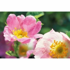 Weleda Oogcontour Crème Wilde Rozen -Exporteren Zalfje Pro Winkel 133007 3