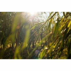 Weleda Reinigingsgel Wilg Zuiverend 7 Weleda Reinigingsgel Wilg Zuiverend -Exporteren Zalfje Pro Winkel 996780 4