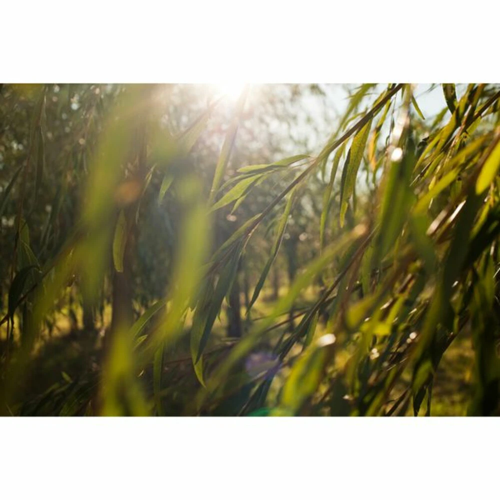 Weleda Reinigingsgel Wilg Zuiverend 4 Weleda Reinigingsgel Wilg Zuiverend - Afbeelding 4